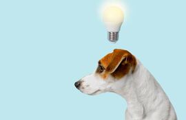Perro inteligente, imagen ilustrativa.