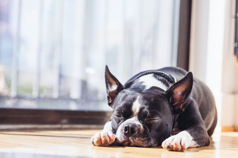 ¿Por qué los Boston Terrier roncan tanto?