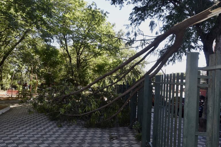 Árbol caído posa en el interior de la Plaza Italia, desde el domingo.