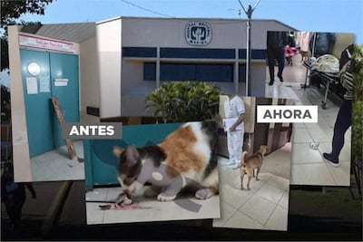 Cuatro personas en un hospital con un gato y un perro, escudo del Hospital Nacional en la esquina superior izquierda.