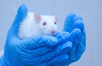 Ratón en un laboratorio, imagen ilustrativa.