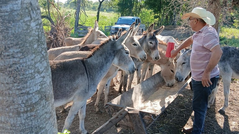 El productor también busca contribuir a la recuperación del burro, especie que en Paraguay y a nivel global enfrenta un marcado declive