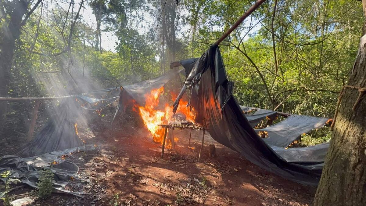 Cerro Corá: Senad reporta destrucción de marihuanales y campamentos narcos