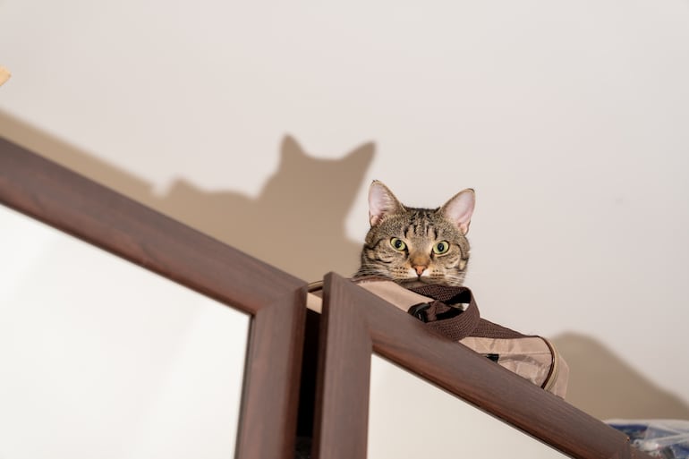 Gato en altura.