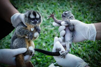 Monos nocturnos fueron rescatados por el Mades, el Luque.