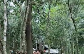 La reserva forestal, propiedad municipal, fue invadida por supuestos sintierras.