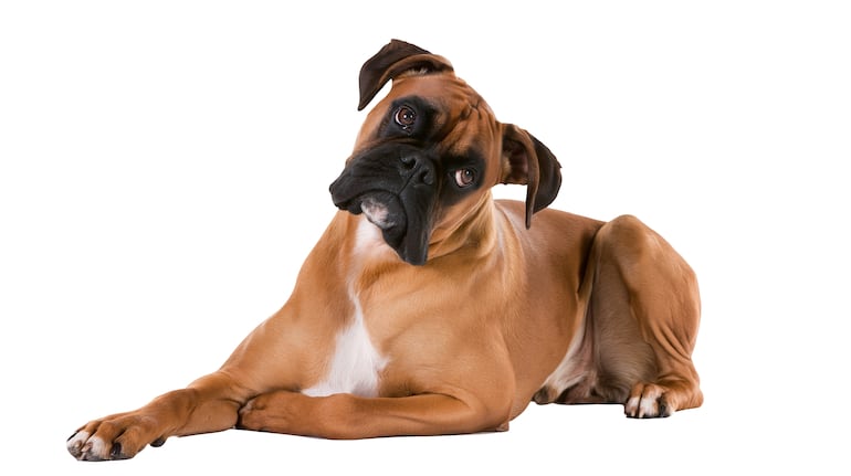 ¿Por qué los perros inclinan la cabeza cuando les hablás?