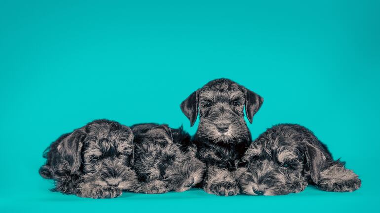 Cachorro de Schnauzer.