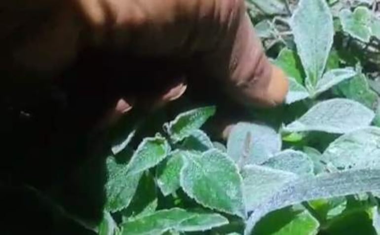 Una mano toca hojas verdes en un ambiente exterior iluminado por luz natural, sin personas visibles en la escena.