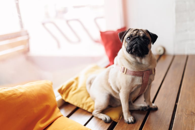 Perro de la raza pug.