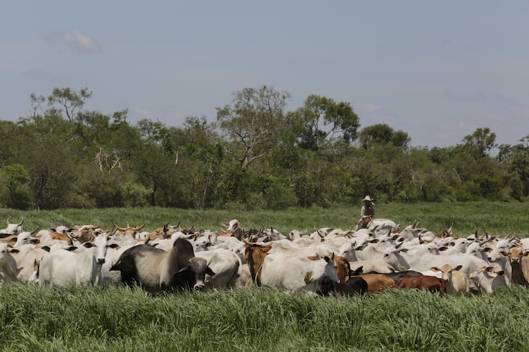 La sostenibilidad como eje estratégico del negocio agroganadero