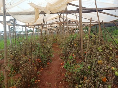 Invernadero con plantas de tomate, algunas maduras y otras marchitas, en un entorno exterior verde.