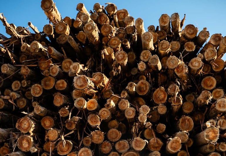 A diferencia de los commodities agrícolas, la madera ofrece otro tipo de previsibilidad.