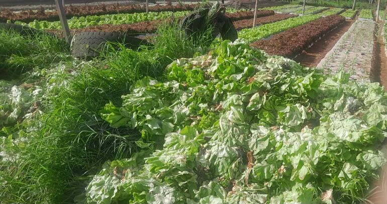 Pequeños productores denuncian total abandono de parte del Gobierno nacional.