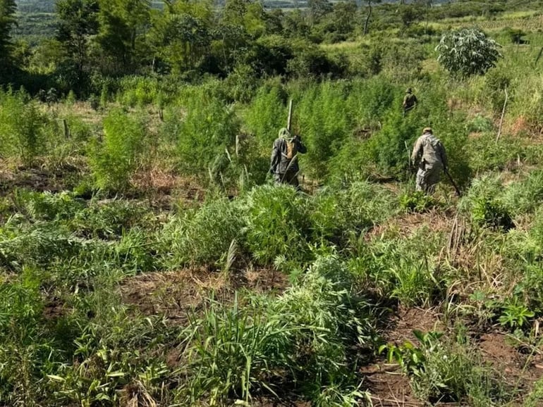 Operación Escudo Guaraní: Senad y CODI destruyen 57.500 kg de marihuana en Alto Verá