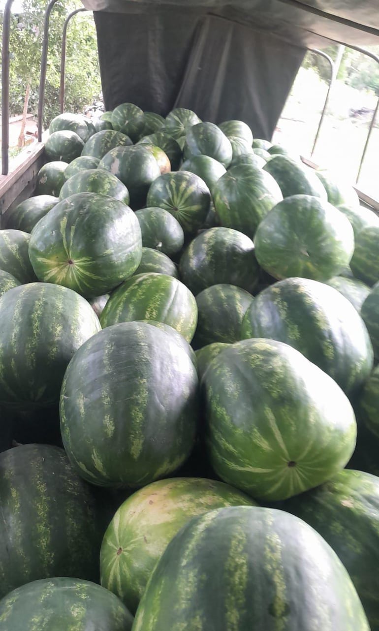 La producción de sandía se fortalece en Altos y representa una importante fuente de ingresos para los productores locales.