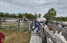 Paraguay inmunizó a 12, 7 millones de bovinos este año.