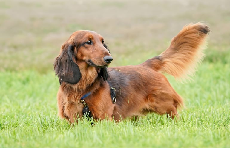 Perro salchicha o Dachshund.
