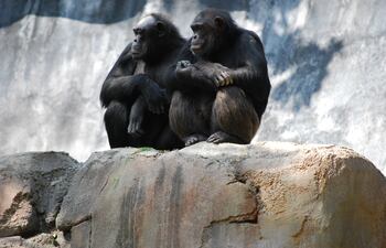 Chimpancés.