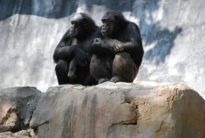 Chimpancés.