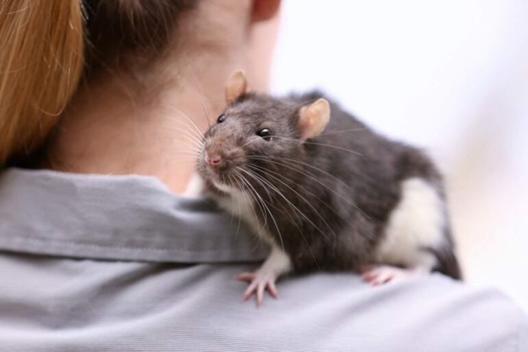 Las ratas domésticas (Rattus novergicus) son animales muy sociables. Rara vez muerden y pueden ser entrenadas ya que son capaces de aprender, memorizar y de asimilar varios conceptos complejos, esto siempre que cuenten con un buen enriquecimiento ambiental en su hábitat y mientras más tiempo comparta con el tutor.