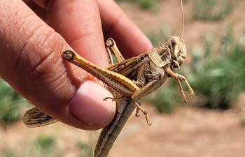 Ejemplar de langosta sudamericana (Schistocerca cancellata)