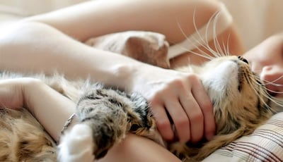 Sentir al gato a los pies de la cama es una sensación muy bonita, sobre todo cuando hace frío y te calienta los pies. Además, puede que escuches sus ronroneos de felicidad y te sientas el dueño más feliz del planeta.