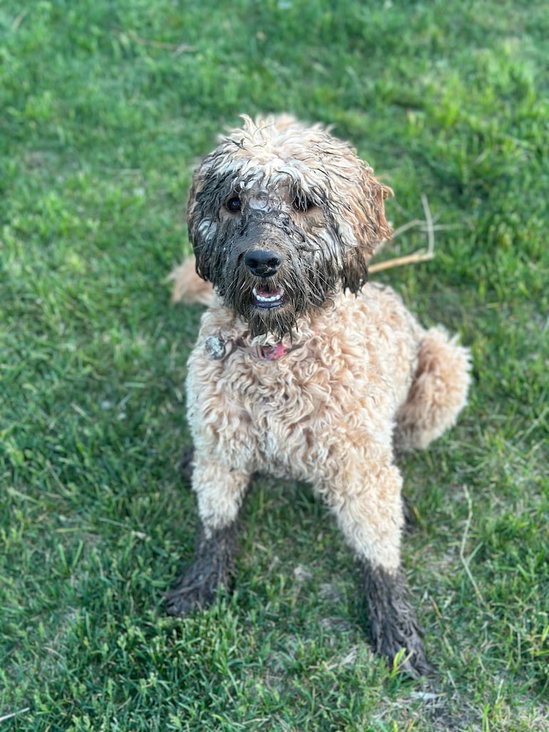 Perro se ensucia después del baño.