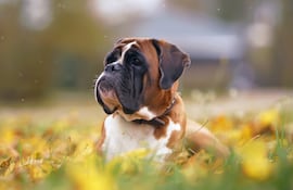 Perro de raza bóxer.