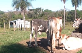 El Senacsa confirmó casos de rabia bovina en Pirayú y Quyquyhó. Archivo.