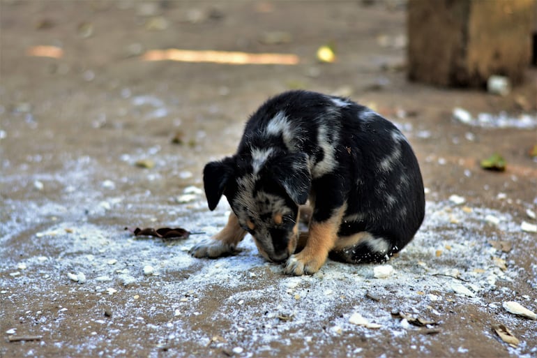 Cachorro.