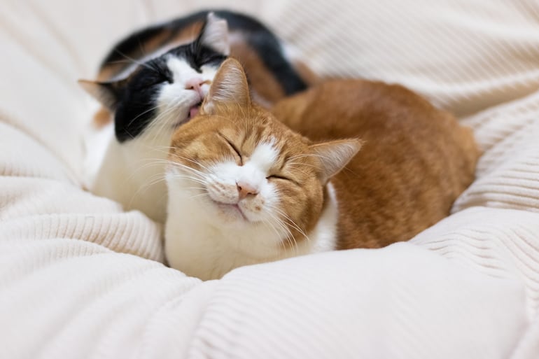 Dos gatos.