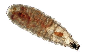 Fotomicrografía de una larva de gusano barrenador secundario (Cochliomyia macellaria) en preparación húmeda. Comúnmente llamada gusano, larva de mosca de la carne o parásito del ganado. La ampliación es de 50x.