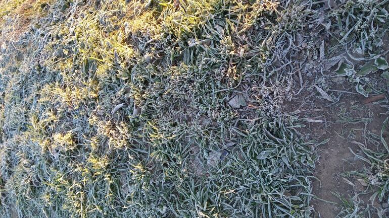 Heladas y escarchas registradas en algunos distritos del departamento de Caaguazú.