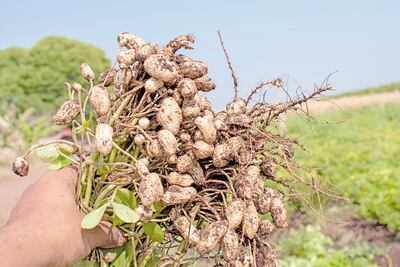 Nueva apuesta en el
norte: industria impulsa el cultivo de maní