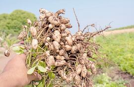 Nueva apuesta en el
norte: industria impulsa el cultivo de maní