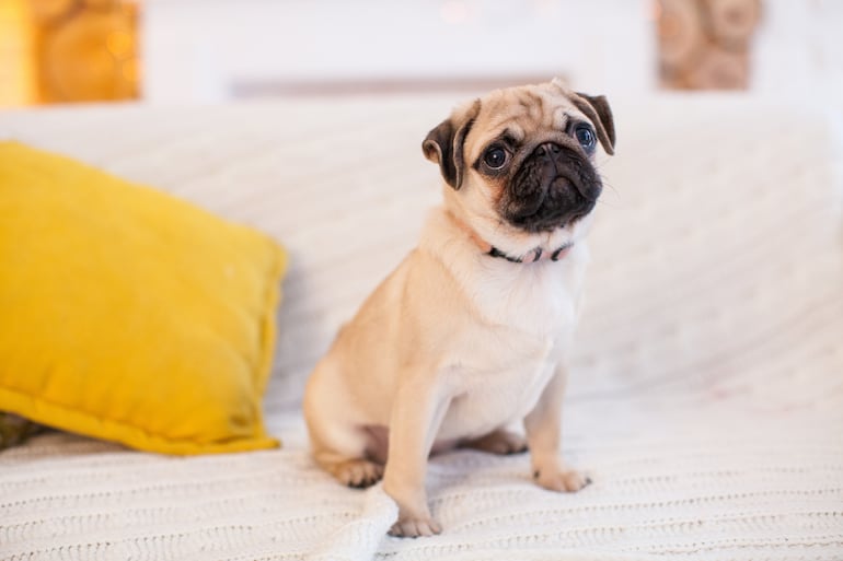 Perro de la raza pug.