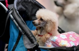 Los perros de pelo rizado requieren cuidados para que se vean saludables, y el corte sea estético. El más famoso es el caniche, tan cariñoso como juguetón.