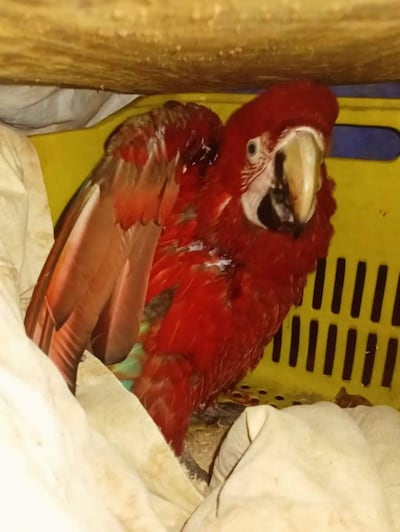 Guacamayo rojo con alas heridas, rescatado y cuidado en un espacio doméstico desordenado, parcialmente cubierto por un paño amarillo.