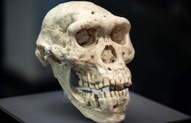 Cráneo de Homo erectus, imagen ilustrativa.