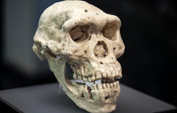 Cráneo de Homo erectus, imagen ilustrativa.