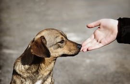 Cada tercer sábado de agosto se conmemora el Día Internacional del Animal sin Hogar.