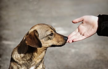 Cada tercer sábado de agosto se conmemora el Día Internacional del Animal sin Hogar.