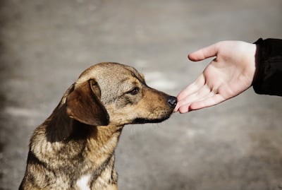 Cada tercer sábado de agosto se conmemora el Día Internacional del Animal sin Hogar.