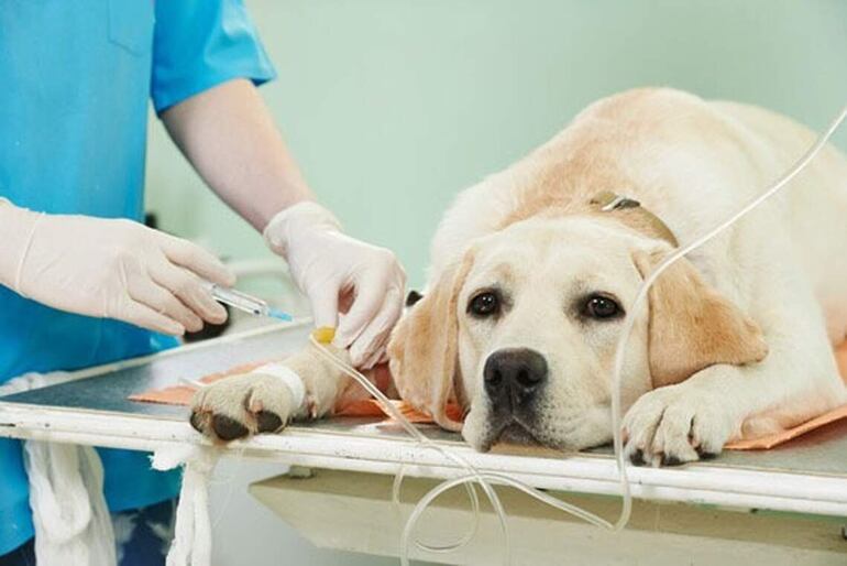 Ante una emergencia provocada por un alimento (como una perforación o problemas respiratorios), lo principal es conocer los síntomas para llamar al centro veterinario y recibir las primeras instrucciones telefónicas.