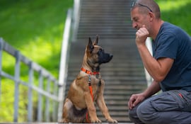 Concepto de obediencia canina.