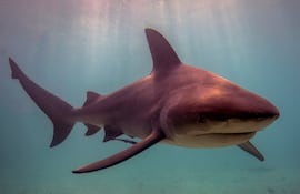 Tiburón toro (Carcharhinus leucas).