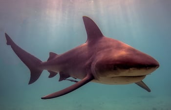 Tiburón toro (Carcharhinus leucas).