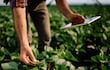 El conocimiento estructurado se convierte en el diferencial competitivo más sólido para quienes estamos en el agronegocio.
