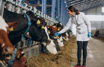 Una mujer interactúa con ganado vacuno en un establo, evidenciando el cambio en el sector agrícola.